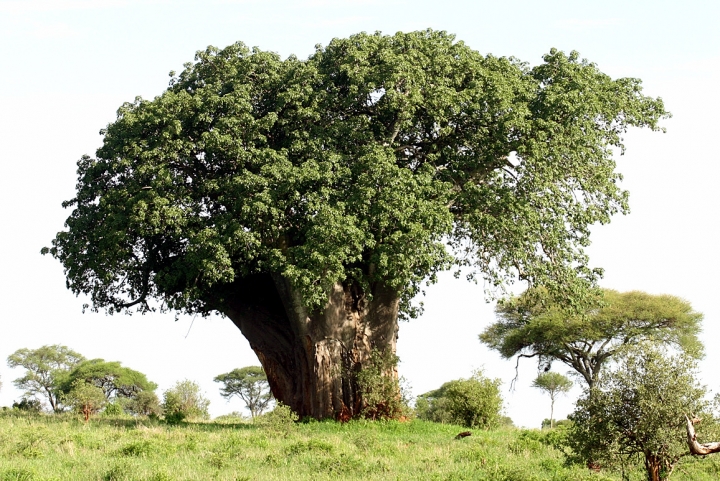 IL GIGANTE BUONO di misantrope