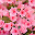 Cherry Blossom Wallpapers FullHD New Tab