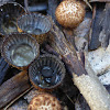 Bird's Nest Fungi