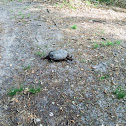 Snapping turtle