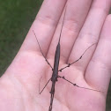 Water Scorpion