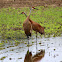 Sandhill Crane