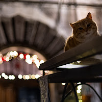 Gatto Bokeh di Alduccio