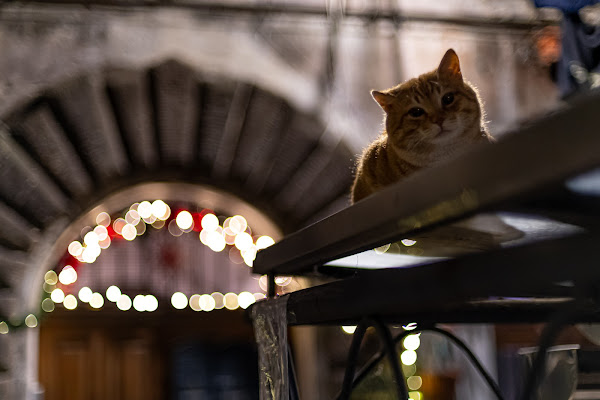 Gatto Bokeh di Alduccio