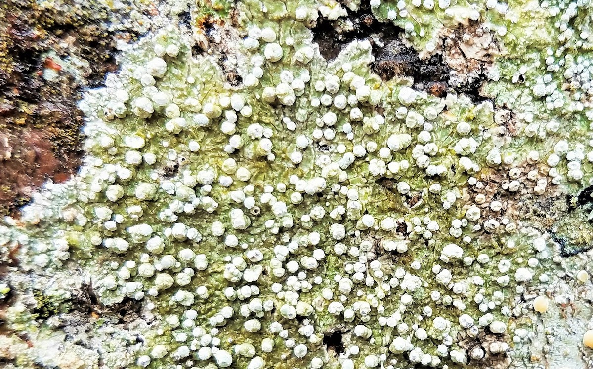 False bitter-wart lichen