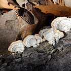 Turkey tail fungus