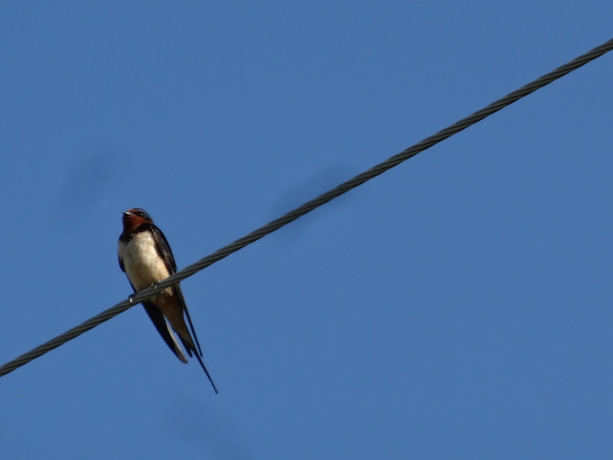 Barn Swallow