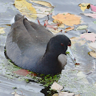 American Coot