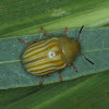 Green stripe leaf beetle