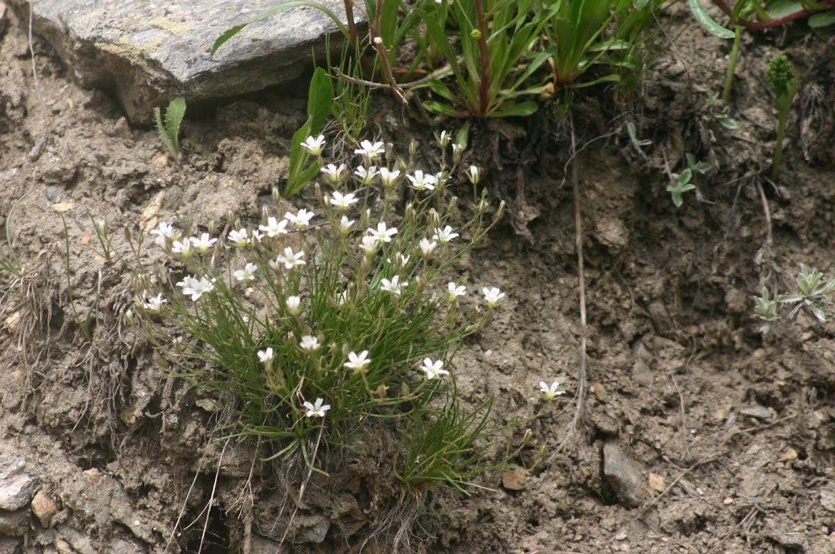 Fendler's Sandwort