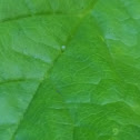 Painted Lady Butterfly Egg