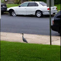 Yellow Crown Night Heron