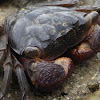 Mangrove Tree Crab