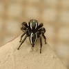 Jumping Spider