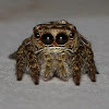 Jumping Spider