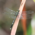 Green Marsh Hawk Dragonfly