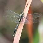 Green Marsh Hawk Dragonfly