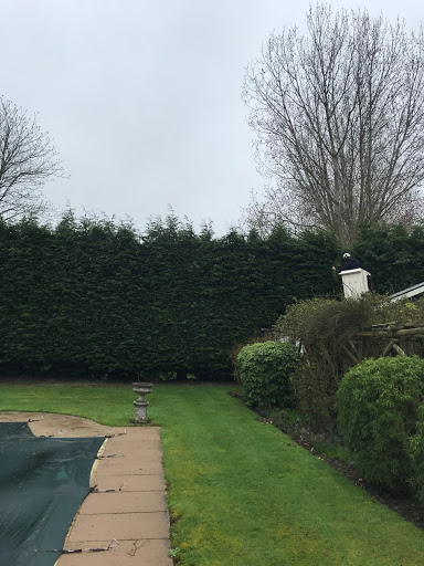 Conifer hedgerow
