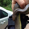 Coastal Rubber Boa or Northern Rubber Boa