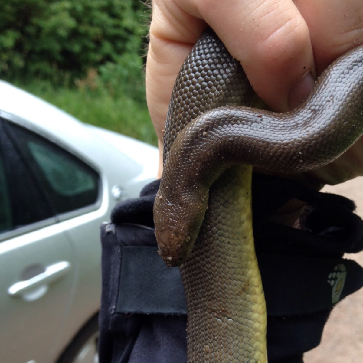 Coastal Rubber Boa or Northern Rubber Boa