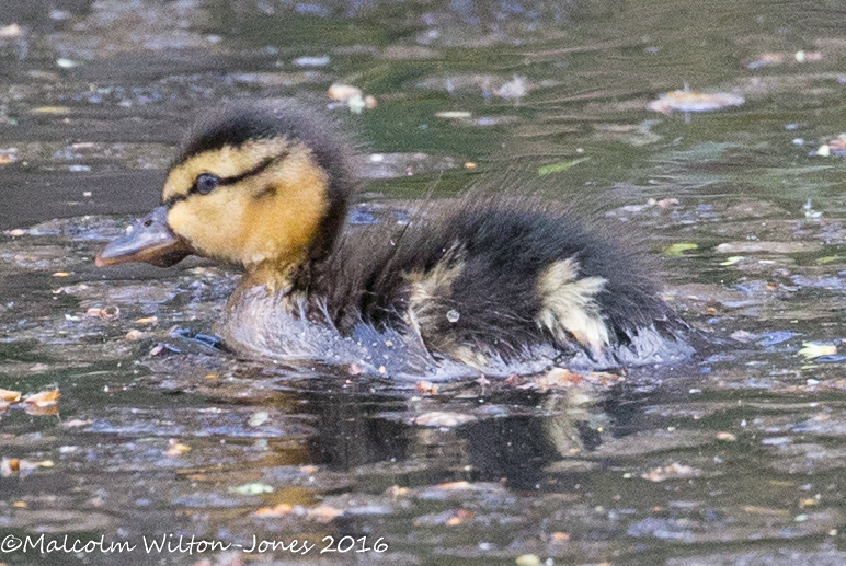 Mallard