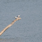 Common Tern