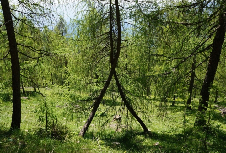 Abbraccio nel verde di olymca