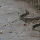 Rat Snake