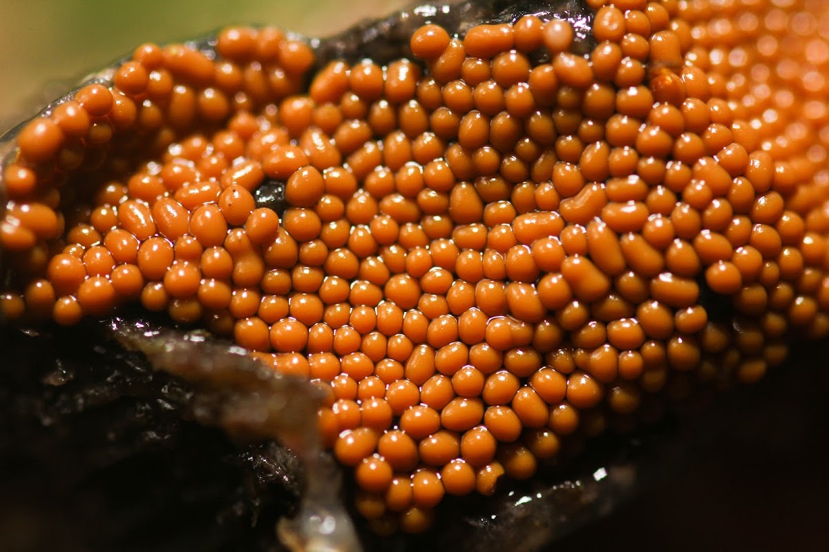 Insect Egg Slime Mold