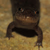 Spotted dusky salamander