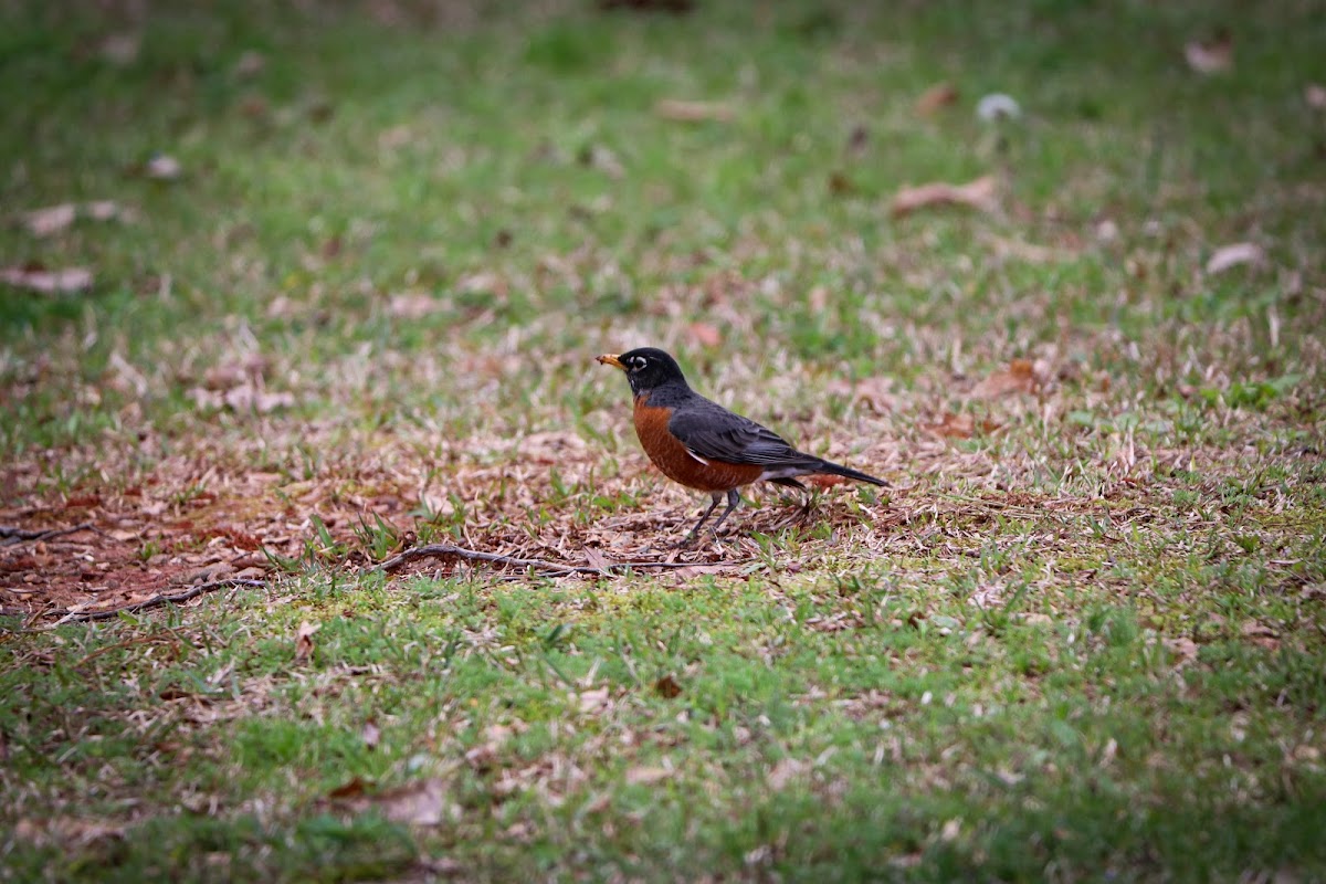 American Robin