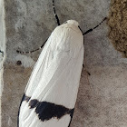 Banded Pied Footmen