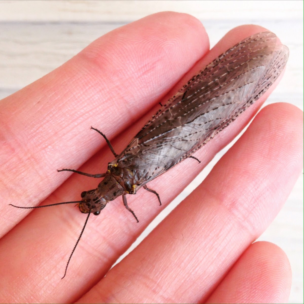 Dobsonfly