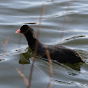 Coot