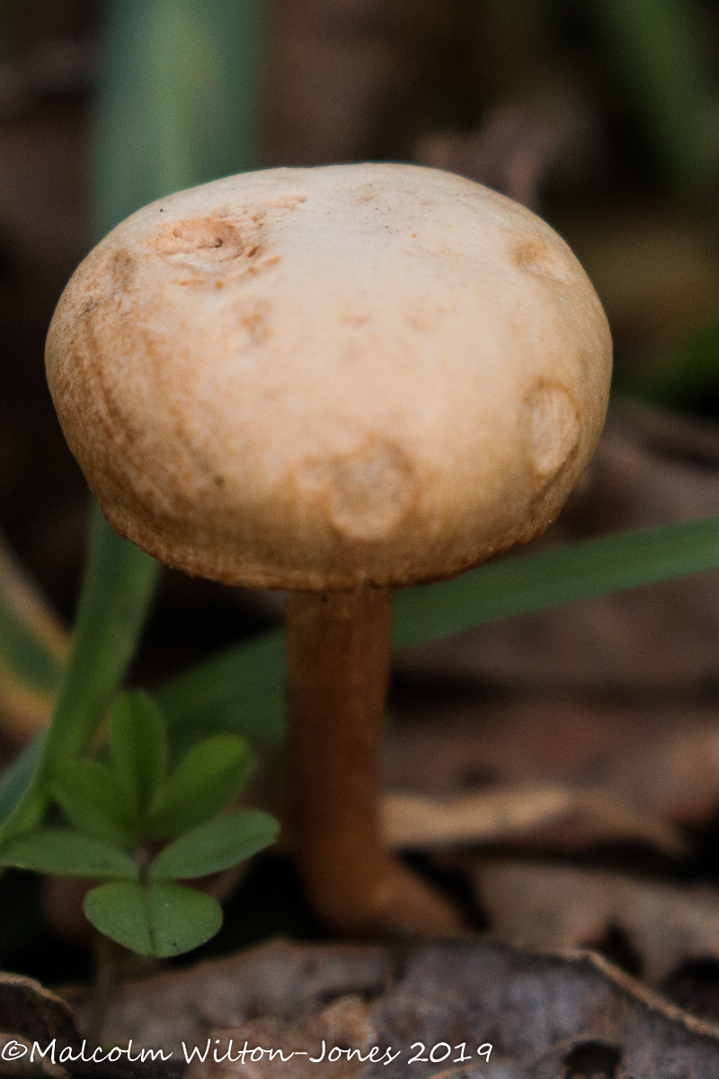 Mushroom