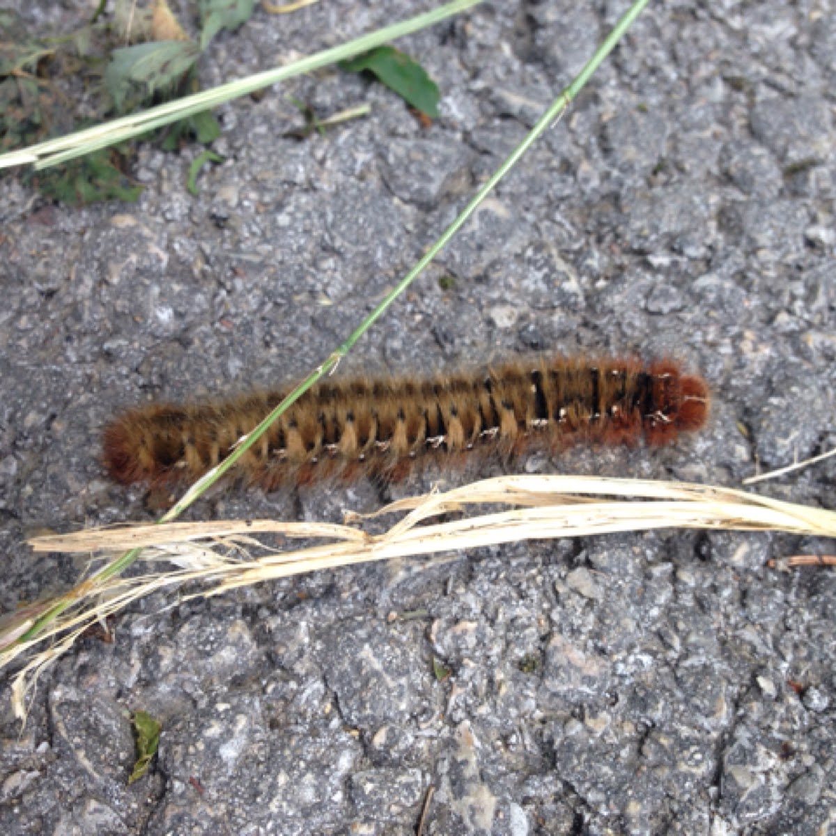 Oak eggar - Bombyx du chêne