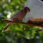 Red-headed finch (male)