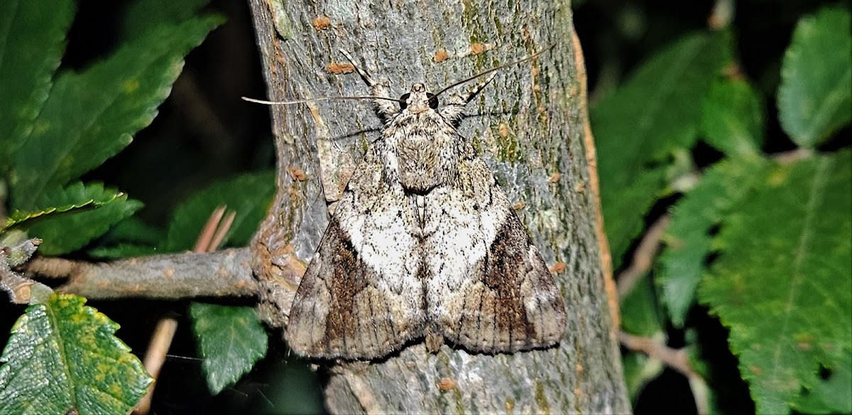 Little nymph underwing