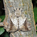 Little nymph underwing