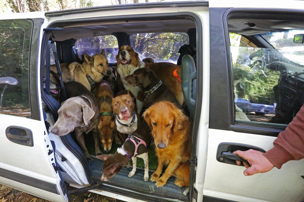 Lots of dogs crowded into back of minivan without restraints.