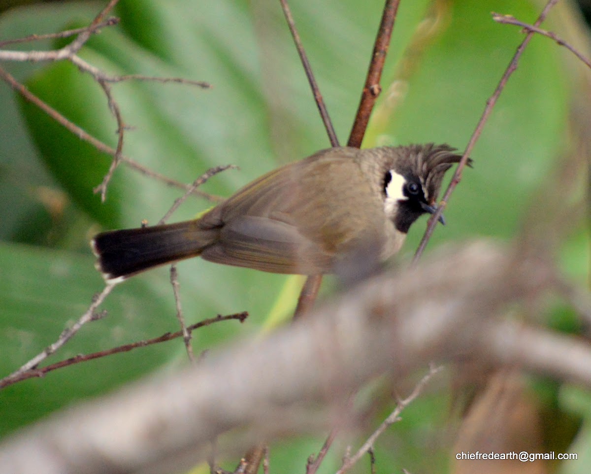 Himalayan bulbul