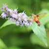 HUMMINGBIRD CLEARWING MOTH