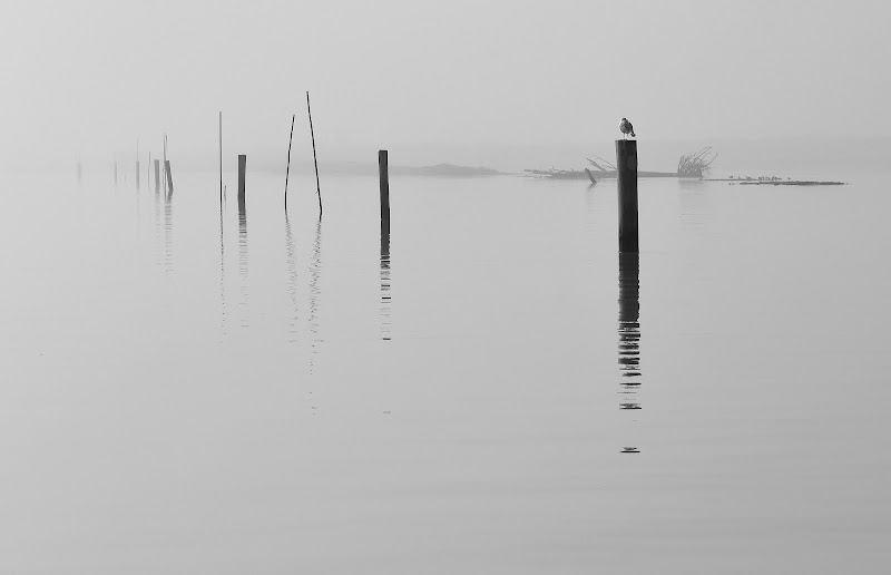 tranquillita' in laguna di renzo brazzolotto