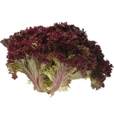 Starfresh Hydroponic Lettuce Lolorosso About 250 Gm - 250g