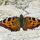 Large Tortoiseshell