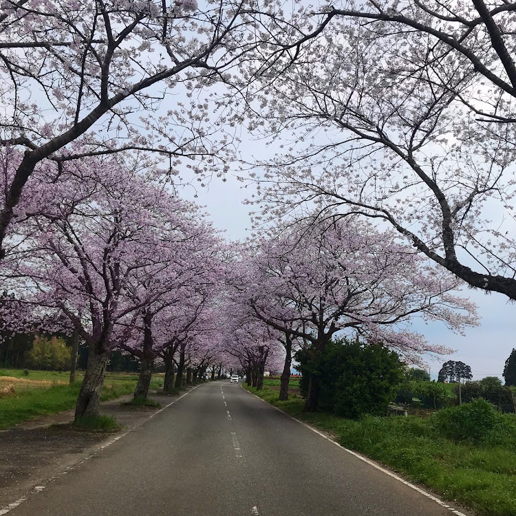 ノートの桜と愛車・ドライブ・コロナウイルスに負けるな・ニスモに関するカスタム事例の投稿画像3枚目