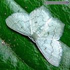 Geometrid Moth