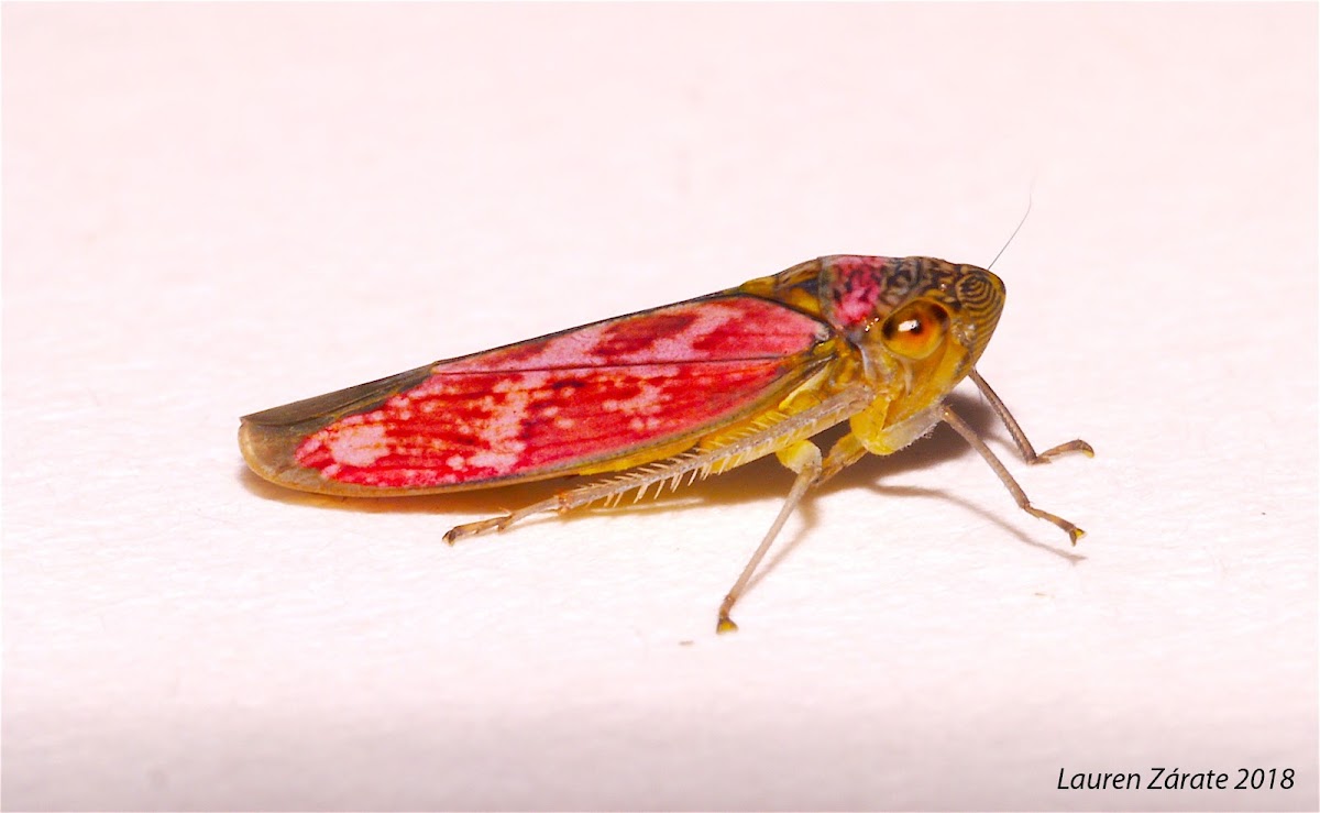 Pink Leafhopper