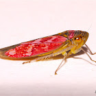 Pink Leafhopper