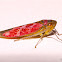 Pink Leafhopper